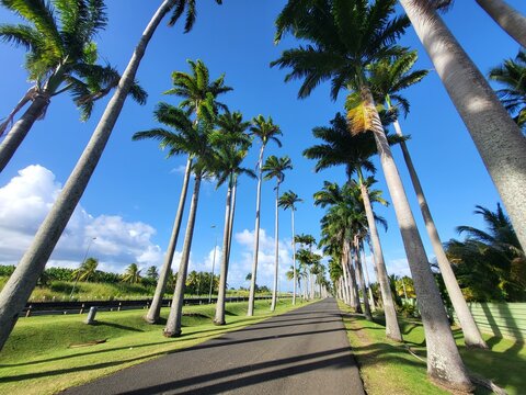 All&eacute;e Dumanoir, Guadeloupe