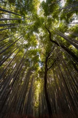 Fotobehang Badkamer Arashiyama bamboo grove perspective looking up towards sky Japan 2025  © Lukas