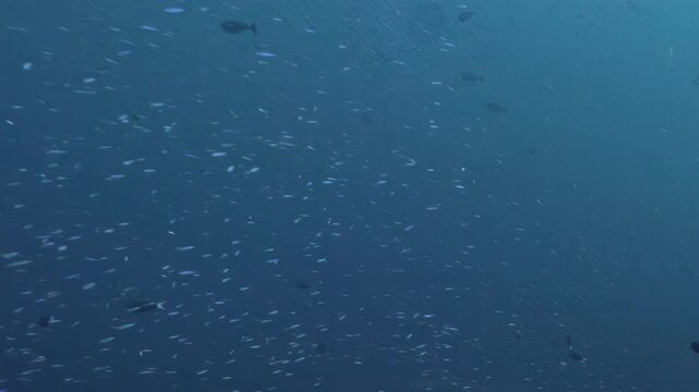 Small marine particles drifting in deep ocean waters. The location is a deep sea area where light is limited. This occurs during daytime hours when visibility is low.