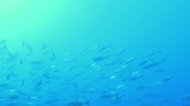 Multiple schools of fish swimming in the ocean. Light filters through the water, creating a blue and green atmosphere. The activity takes place at various depths under the surface.