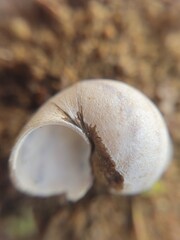 An old broken snail shell  © Natasha