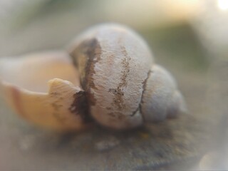 An old broken snail shell  © Natasha