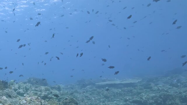 Various fish swimming in a coral reef located underwater. The colors range from deep blue to light blue with shades of green and brown from the coral and rocks. Fish move around in schools.