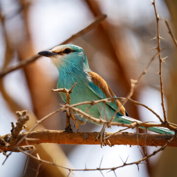 Abyssinian roller bird perched on thorny branch in Senegal 2025