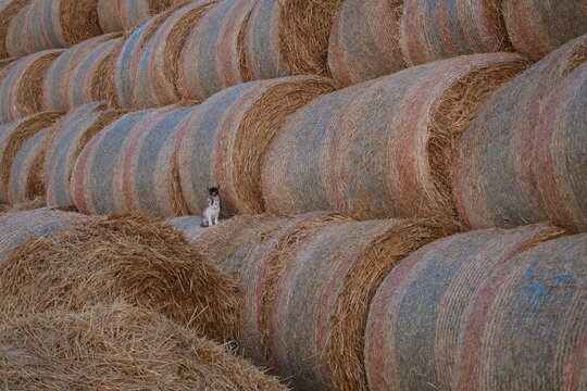 Two farm kittens posing one above the other against straw bales &mdash; barn cats, farm life and rural childhood concept