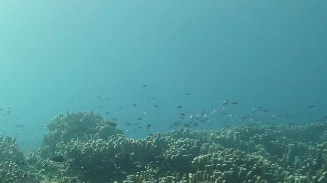 Marine life is observed swimming among coral formations in a tropical location. The clear water allows visibility of various fish species and vibrant coral structures.