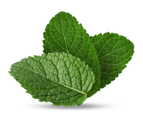 Green mint. Three leaves on white background © New Africa