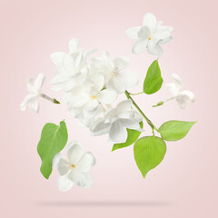 Fototapeta premium White lilac flowers and green leaves falling against pastel pink background