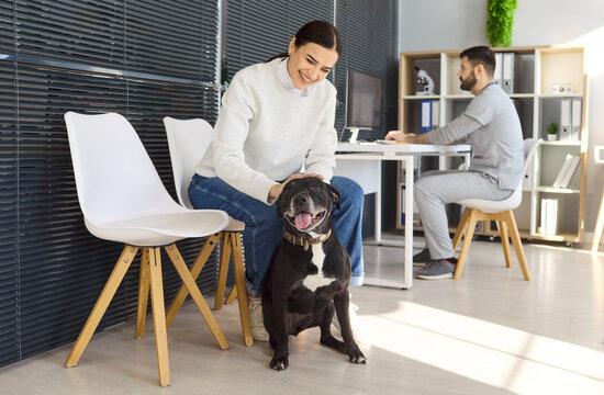 Veterinarian owner woman dog clinic waiting consultation. Cheerful pet owner comforts a terrier as a man vet works nearby, showing clean modern care. Strong concept of trust and care.