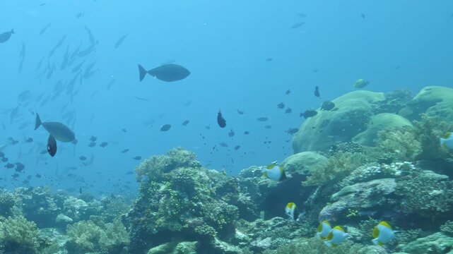 Marine life is observed in underwater coral reef. Different species of fish swim among rocks and corals. Exploration takes place in vibrant blue ocean. Various fish patterns are visible in frames.