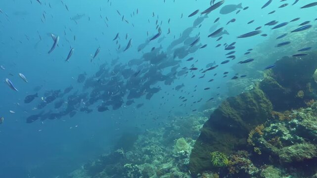 Groups of fish swim in various patterns near coral reefs. This takes place in a vibrant underwater environment filled with light blue and green hues, showcasing the diversity of marine life at midday.