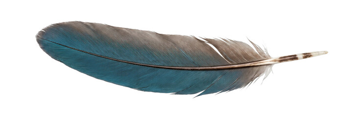 Detailed close-up of a single blue and brown bird feather isolated on white © maximon4ik