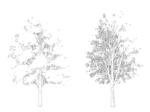 Two deciduous trees line art sketch isolated on transparent background for architectural rendering and design projects