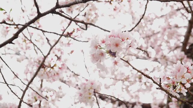 Sunlight shining through full bloom Yoshino cherry blossom flowers shot in high-key style in 4K