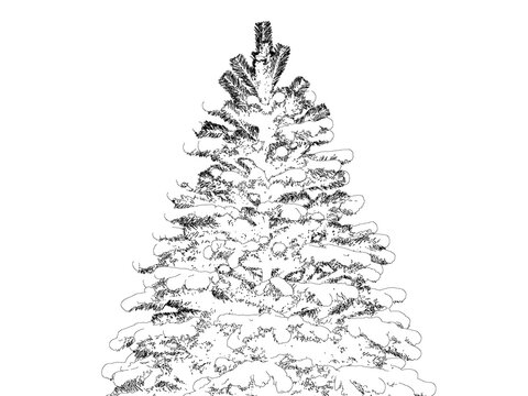 Winter evergreen pine tree covered in heavy snow isolated on transparent background for holiday design projects