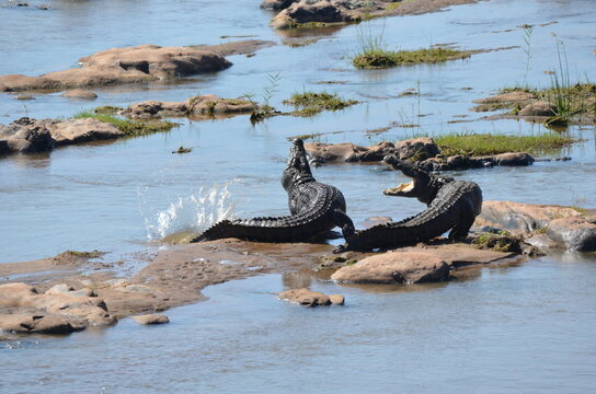 A high-intensity wildlife action photograph showing two large Nile crocodiles (Crocodylus niloticus) aggressively fighting and splashing on a rocky riverbed in Kruger National Park, South Africa.