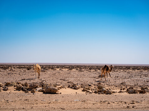 Dromedary camels walking in different directions across the Moroccan Sahara Desert