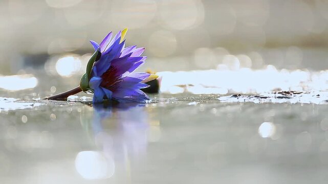Waterlily flower in backlit at dawn in middle of water with sparks in Greater Kruger National park, South Africa