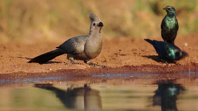 Grey go away bird and Cape Glossy Starling drinking in waterhole with reflection in Kruger National park, South Africa ; Specie Corythaixoides concolor family of Musophagidae 