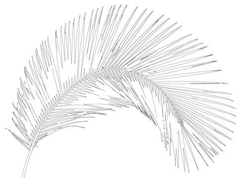 Single tropical palm leaf frond isolated on transparent background for exotic and botanical design projects