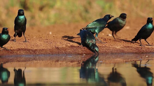 Group of Cape Glossy Starling drinking in waterhole with reflection in Greater Kruger National park, South Africa ; Specie Lamprotornis nitens family of Sturnidae