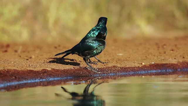 Two Glossy Starling drinking in waterhole with reflection in Greater Kruger National park, South Africa ; Specie Lamprotornis nitens family of Sturnidae