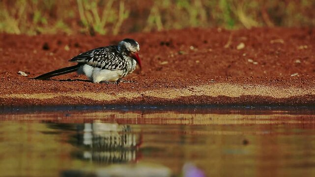 Southern Red billed Hornbill  eating along waterhole at dawn with reflection in Greater Kruger National park, South Africa ; Specie Tockus rufirostris family of Bucerotidae