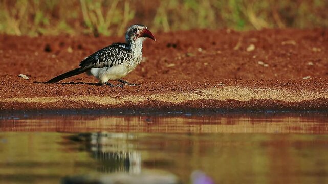 Southern Red billed Hornbill  eating along waterhole at dawn with reflection in Greater Kruger National park, South Africa ; Specie Tockus rufirostris family of Bucerotidae