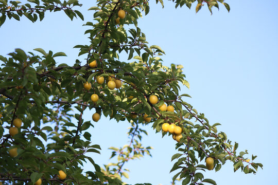 ripe plum on a tree in a summer garden against a blue sky. A beautiful natural background. Close-up of juicy yellow plums. August. New harvest. Organic produce. Plum tree. Vitamins. Food. Cherry plum.