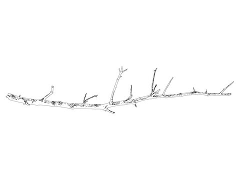 Horizontal fallen tree branch line drawing isolated on transparent background for nature graphic design