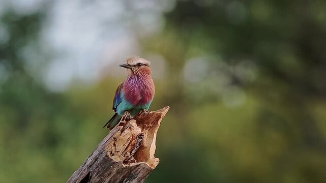 Lilac breasted roller grooming in the wind standing on a log isolated in natural background in Greater Kruger National park, South Africa ; Specie Coracias caudatus family of Coraciidae
