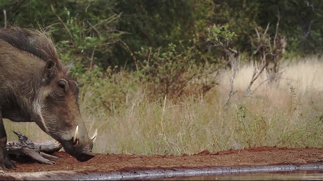 Common warthog female with young drinking in waterhole side view in greater Kruger National park, South Africa ; Specie Phacochoerus africanus family of Suidae
