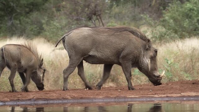Common warthog female with young walking along waterhole and running away in greater Kruger National park, South Africa ; Specie Phacochoerus africanus family of Suidae