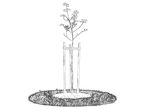 Young tree sapling with wooden support stakes isolated on transparent background for urban planning and gardening