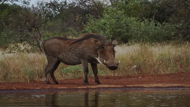 Common warthog walking along waterhole in alert  in greater Kruger National park, South Africa ; Specie Phacochoerus africanus family of Suidae