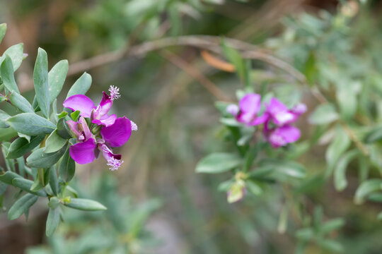 Myrtle leaf milkwort (polygala myrtifolia) flowers in bloom