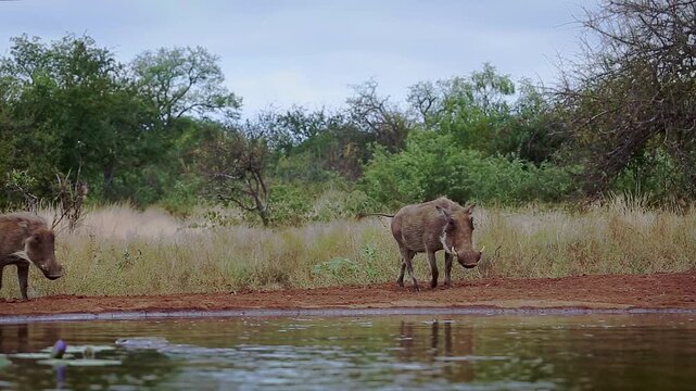 Three Common warthog walking to waterhole and drinking front view in greater Kruger National park, South Africa ; Specie Phacochoerus africanus family of Suidae