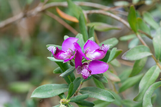 Myrtle leaf milkwort (polygala myrtifolia) flowers in bloom