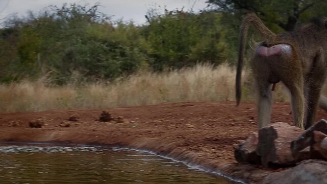 Small group of Chacma baboon drinking in waterhole side view in greater  Kruger National park, South Africa ; Specie Papio ursinus family of Cercopithecidae