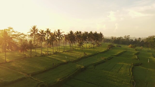 Breathtaking high angle panorama of Mancingan rice fields in central Bali &ndash; Vivid green paddy terraces, narrow walking trail flanked by palm trees and glowing sunrise light, background asset 4k