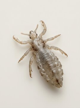 Vertical macro photograph of a parasitic louse isolated on a white background. Detailed microscopic view of head lice anatomy showing legs and claws