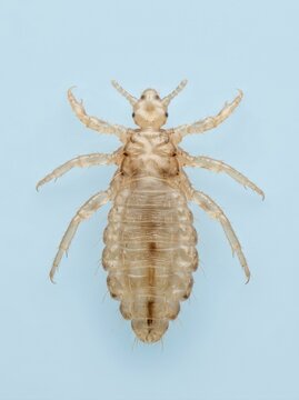 Vertical microscopic photograph of a single parasitic louse on a blue background. Extreme macro view showing translucent exoskeleton and internal structures