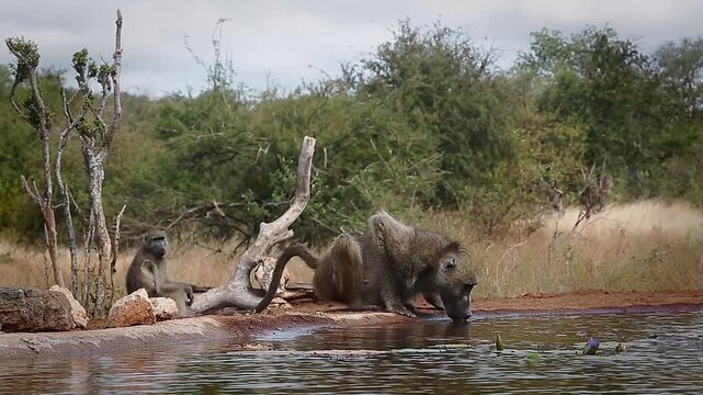 Small group of Chacma baboon drinking in waterhole side view in greater  Kruger National park, South Africa ; Specie Papio ursinus family of Cercopithecidae
