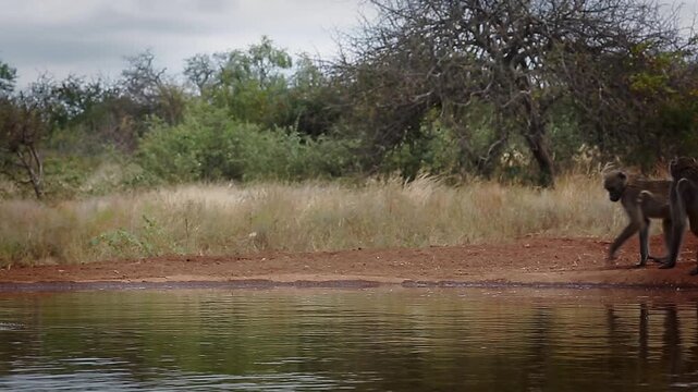 Three Chacma baboons drinking and walking along waterhole  in greater  Kruger National park, South Africa ; Specie Papio ursinus family of Cercopithecidae