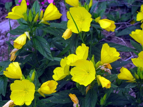 Bright yellow evening primrose flowers blooming in village garden