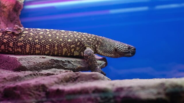 Close-up video of a venomous beaded lizard resting on a rocky ledge inside a brightly lit terrarium, featuring detailed textured scales, flickering tongue, and a vibrant blue and purple background, pe