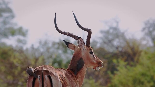 Common Impala horned male portrait groomed by oxpecker in Greater Kruger National park, South Africa ; Specie Aepyceros melampus family of Bovidae