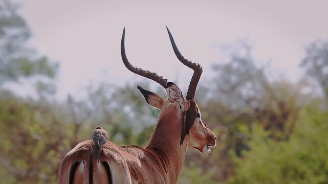 Common Impala horned male portrait groomed by oxpecker in Greater Kruger National park, South Africa ; Specie Aepyceros melampus family of Bovidae