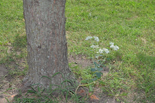 Flowers by a Tree Trunk