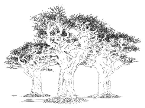 Three ancient baobab trees with gnarled branches sketch isolated on transparent background for artistic projects